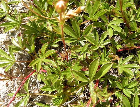 Potentilla caulescens / Cinquefoglia penzola